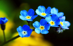 il-fiore-blu-novara